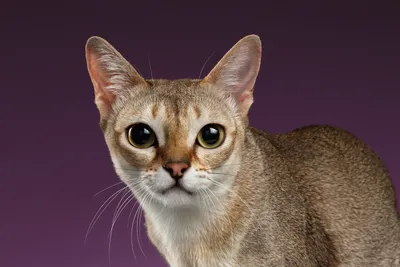 9 пород кошек с самыми большими глазами. Как выглядят кошки с самыми  красивыми глазами