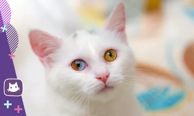 🐱Почему рождаются кошки с разными глазами и правда ли, что они глухие |  Нос, хвост, лапы | Дзен