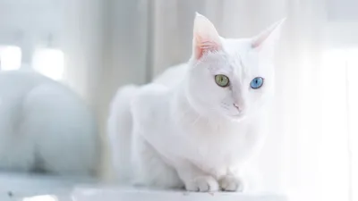 Двуликая кошка-химера с разноцветными глазами — Сообщество «Это интересно  знать...» на DRIVE2