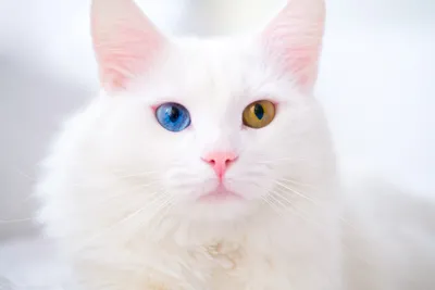 Двое из ларца. Петербургские кошки-близнецы с разноцветными глазами  признаны самыми красивыми в мире - KP.RU
