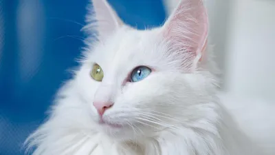 Белая кошка с разноцветными глазами порода - 77 фото