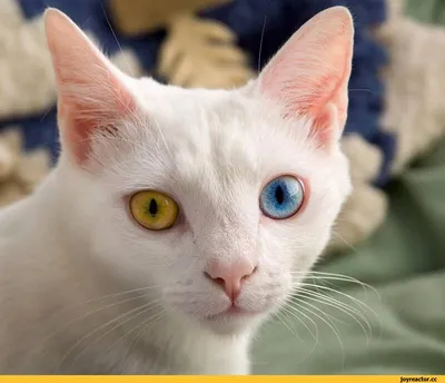 Кот с разными глазами» — создано в Шедевруме