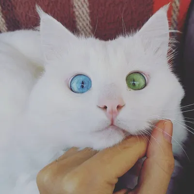 Двуликая кошка-химера с разноцветными глазами — Сообщество «Это интересно  знать...» на DRIVE2