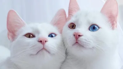 Белый кот с разными глазами. Oddeyed котенок. Кот с Angora 2  Differentcolored глаз глаз Heterocromatic турции. Это кот Стоковое  Изображение - изображение насчитывающей любимчик, цвет: 200776161
