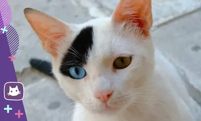 Кот с разными глазами покорит вас своим взглядом