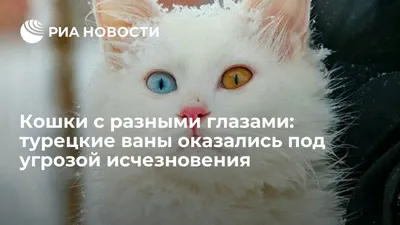 🐱Почему рождаются кошки с разными глазами и правда ли, что они глухие |  Нос, хвост, лапы | Дзен