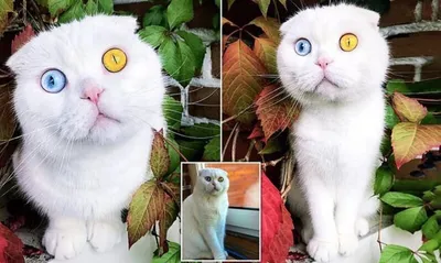 Во Владивостоке кота с разными глазами оценили в 500 тысяч - Российская  газета