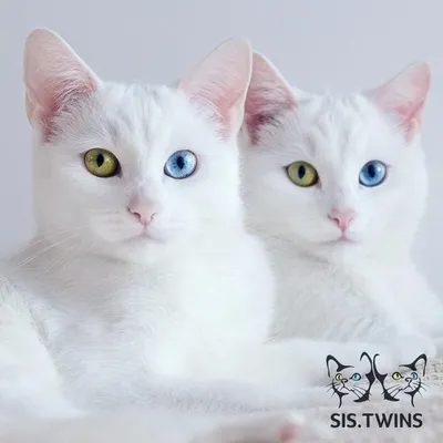 Белый кот с разноцветными глазами - 69 фото