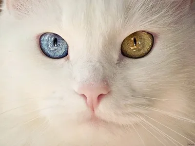 Найден кот с разными глазами в Сургуте | Pet911.ru