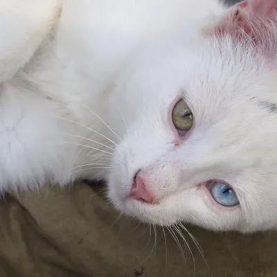 Белый кот с разными глазами. Oddeyed котенок. Кот с Angora 2  Differentcolored глаз глаз Heterocromatic турции. Это кот Стоковое  Изображение - изображение насчитывающей посмотрите, пушисто: 200776245