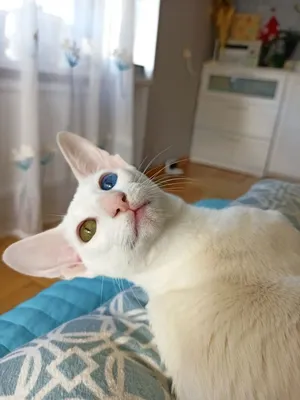 Белый кот с разными глазами - 75 фото