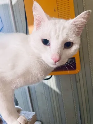 Кот с разными глазами – купить в Москве, цена 3 000 руб., продано 4 февраля  2019 – Кошки