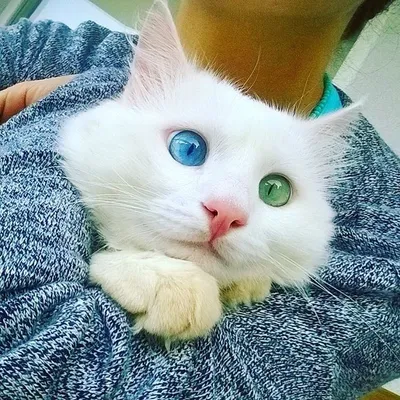 Ориентальная кошка с разными глазами | Животные, Кошки, Разное
