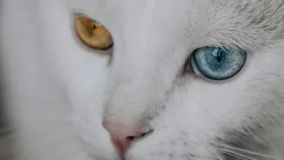 Кастрированный полупородистый кот с разными глазами с доставкой: Бесплатно  - Кошки Алматы на Olx