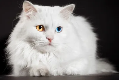 Белый котёнок с разными глазами – купить, цена 500 руб., продано 13 октября  2016 – Кошки