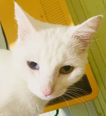 Белая кошка с разными глазами: порода ни при чём - Кот, пёс и я