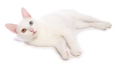 фотография белой кошки с разными глазами Стоковое Фото - изображение  насчитывающей шерсть, молодо: 271886428