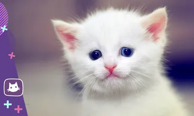 Белая пушистая кошка с разными глазами - 75 фото