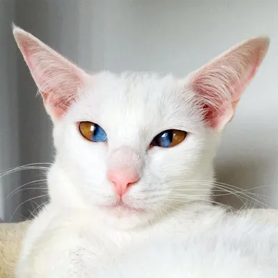 Кошки с разноцветными глазами могут исчезнуть «Ochkov.net»