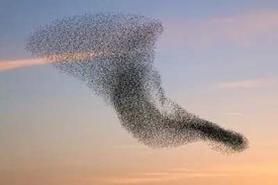 Птицы улетают на юг косяк птиц в…» — создано в Шедевруме
