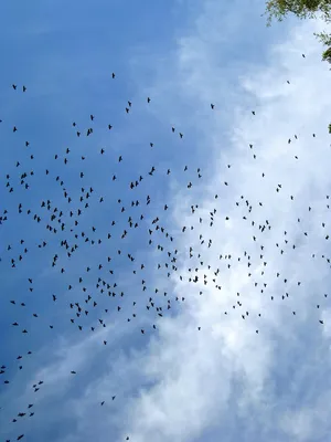 Стая птиц устроила танец в небе над Тюменью. ВИДЕО — URA.RU
