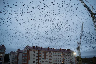 Стая птиц в небе Stock Photo | Adobe Stock
