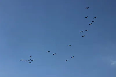 Стая птиц летит в небо» — создано в Шедевруме