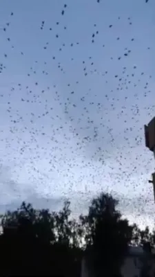 Это плохой знак\", – гигантская стая птиц в небе напугала воронежцев
