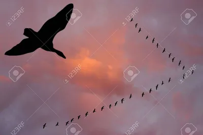 Стая птиц в небе рисунок - 71 фото