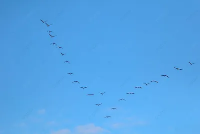 Стая птиц в небе стоковое изображение. изображение насчитывающей природа -  106068355