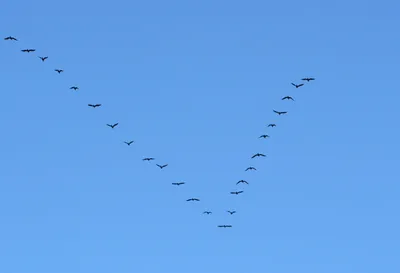 Косяк птиц в небе рисунки - фото и картинки abrakadabra.fun