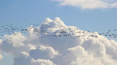 Зовите Городецкого»: огромная стая птиц напугала нижегородцев (видео)