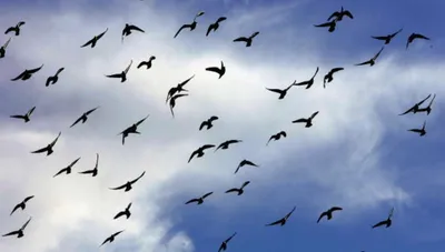 Косяк птиц в небе рисунки - фото и картинки abrakadabra.fun