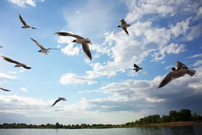 В Чикаго тысяча птиц погибли из-за крупнейшего на континенте конференц-зала  | ИА Регнум | Дзен