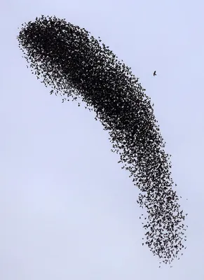 Стая птиц могла стать причиной экстренной посадки самолета в Уральске -  11.10.2017, Sputnik Казахстан