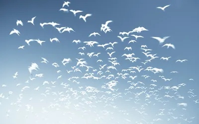 Стая Птиц Летит Над Сельским Ландшафтным Полем стоковое фото ©Wirestock  535430742
