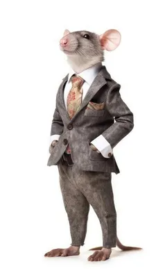 Крыса, одетая в костюм, как бизнесмен, изолированный от белого  генеративного ии | Премиум Фото