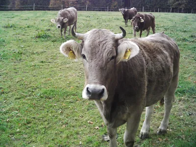 Костромская (порода коров) — Википедия