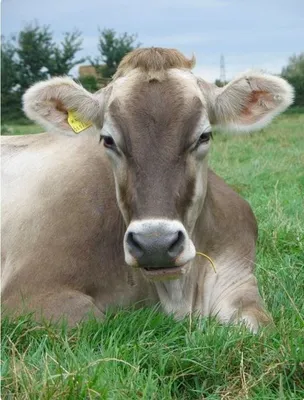 Ярославская (порода коров) — Википедия