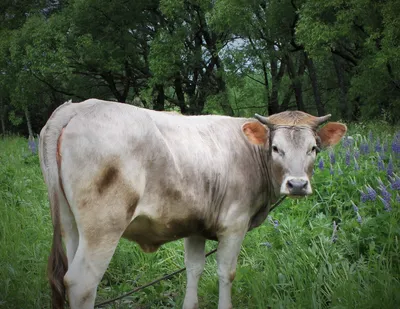 Разведение костромской породы коров как бизнес идея | Костромская корова -  YouTube