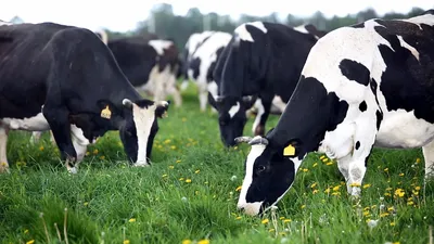 ТОП-10 самых молочных пород коров в России | Ветеринария и жизнь