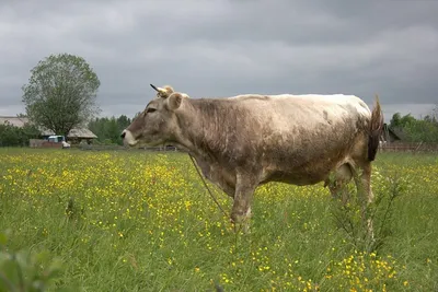 Костромская порода коров — АгроXXI