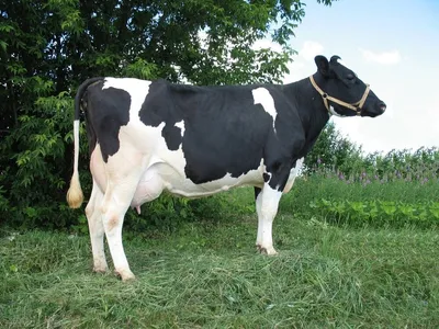 Ярославская порода коров: характеристика и описание, продуктивность, фото