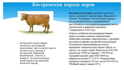 Порода коров Гелбфи: описание, характеристика, продуктивность