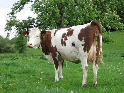 Топ-10 самых больших пород коров в мире | Интересные факты о кино | Дзен