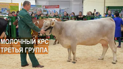 Породы коров | TLT.ru - Новости Тольятти