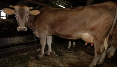 Эксперты назвали самые молочные породы коров | Ветеринария и жизнь