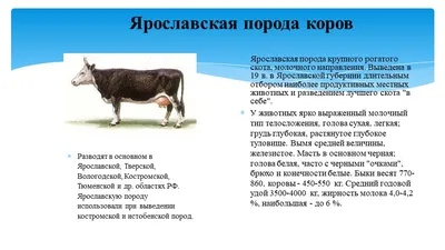 Топ-5 особенностей Джерсейской породы коров | Аграрный маркетплейс