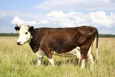 Кавказская бурая молочно-мясная порода коров
