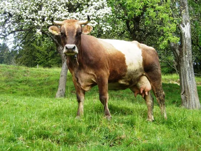 10 выдающихся молочных пород коров